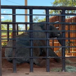 La elefanta Kenya llegó al santuario de Brasil 