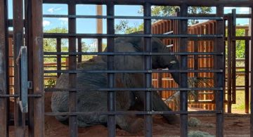 La elefanta Kenya llegó al santuario de Brasil 