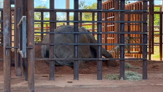 Piden informes sobre la muerte de la elefanta Kenya en el santuario de Brasil