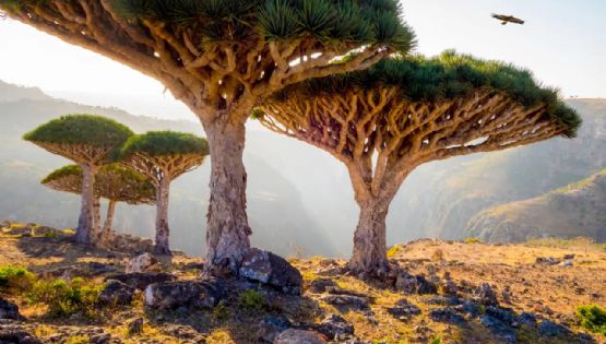 Socotra: la isla paradisíaca que parece de otro planeta
