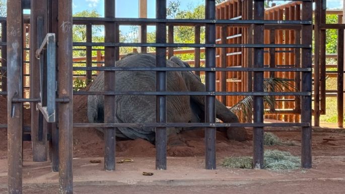 Piden informes sobre la muerte de la elefanta Kenya en el santuario de Brasil