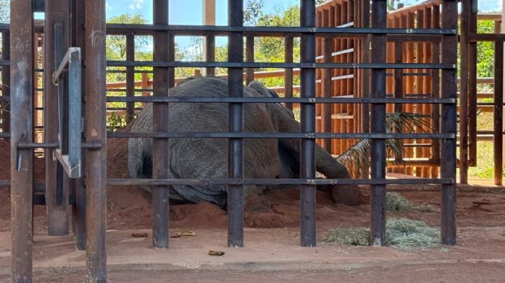Piden informes sobre la muerte de la elefanta Kenya en el santuario de Brasil