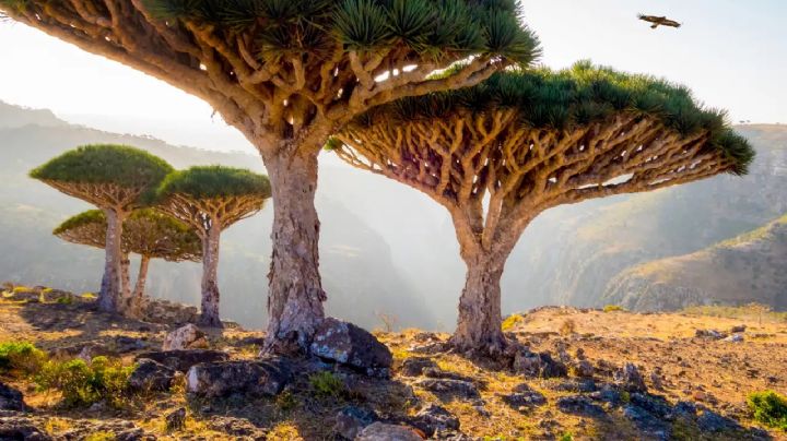 Socotra: la isla paradisíaca que parece de otro planeta