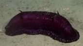 Foto ilustrativa de la nota titulada: "Batatita", el pepino de mar del streaming del Conicet que se hizo famoso