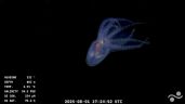 Foto ilustrativa de la nota titulada: Streaming de Conicet: encontraron un espectacular "pulpo de cristal" 