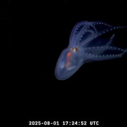 Streaming de Conicet: encontraron un espectacular "pulpo de cristal" 