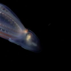 ¿Te perdiste el streaming del Conicet? Mirá las espectaculares criaturas que encontraron hoy