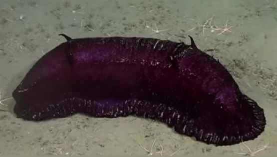 "Batatita", el pepino de mar del streaming del Conicet que se hizo famoso