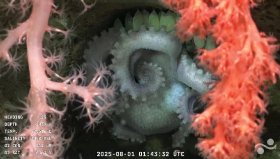 "Morirá": la historia más conmovedora que surgió el streaming del Conicet