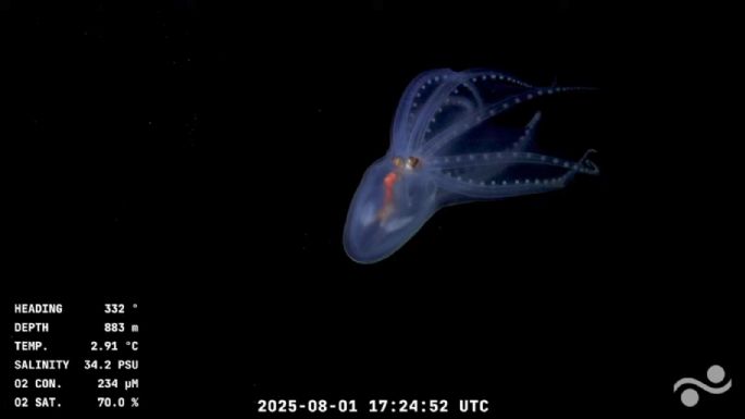 Streaming de Conicet: encontraron un espectacular "pulpo de cristal" 