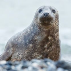 Descubren que una especie de focas "cantan" canciones infantiles