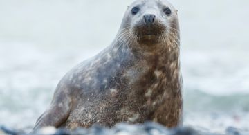 Descubren que una especie de focas "cantan" canciones infantiles
