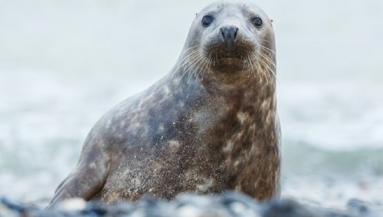 Descubren que una especie de focas "cantan" canciones infantiles