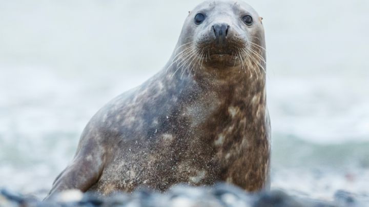 Descubren que una especie de focas "cantan" canciones infantiles