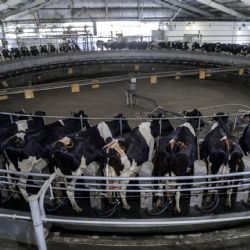 Brasil habilitó el ingreso de leche en polvo desde la Argentina
