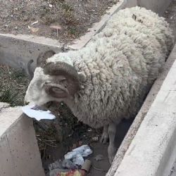 Atención: ovejas sueltas en el corredor Marciano Cantero