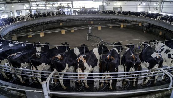 Brasil habilitó el ingreso de leche en polvo desde la Argentina