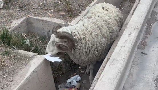 Atención: ovejas sueltas en el corredor Marciano Cantero