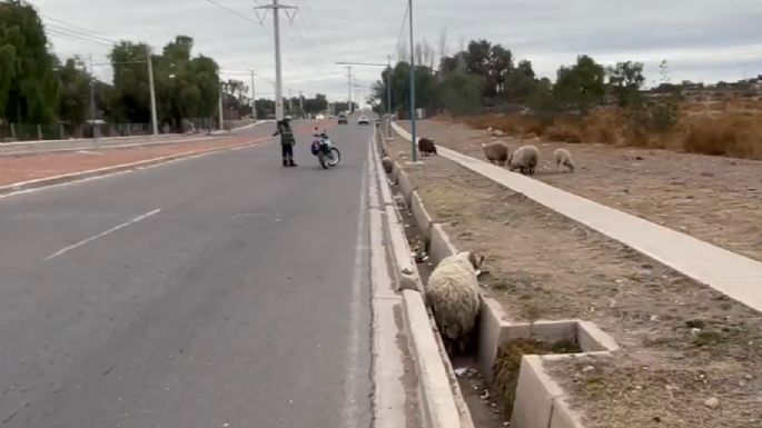 Atención: ovejas sueltas en el corredor Marciano Cantero