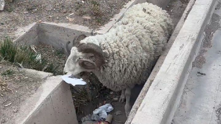 Atención: ovejas sueltas en el corredor Marciano Cantero
