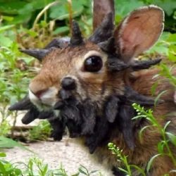 Papillomavirus: avistaron conejos con tentáculos en Colorado