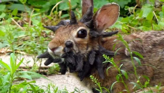 Papillomavirus: avistaron conejos con tentáculos en Colorado