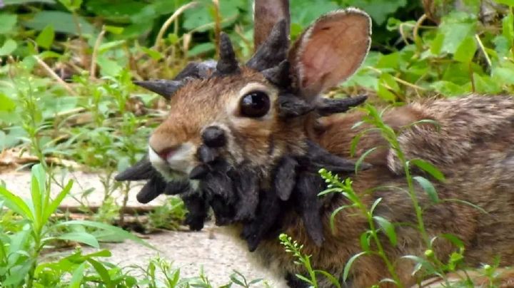 Papillomavirus: avistaron conejos con tentáculos en Colorado