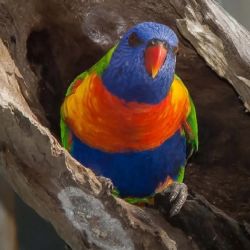 Las aves cambian de sexo más a menudo de lo que se creía