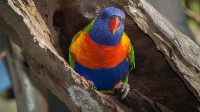 Las aves cambian de sexo más a menudo de lo que se creía