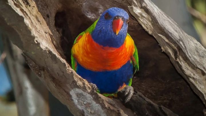 Las aves cambian de sexo más a menudo de lo que se creía
