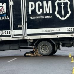 Murió atropellado el día de su cumpleaños y su perro no se alejó de él