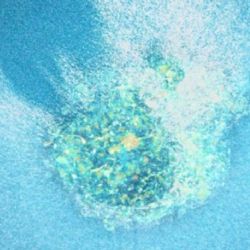 Logran grabar por primera vez la implementación de un embrión