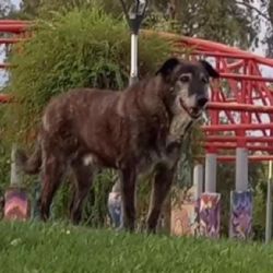 El barrio Unimev llora la partida de Ramón, el mejor amigo de la plaza