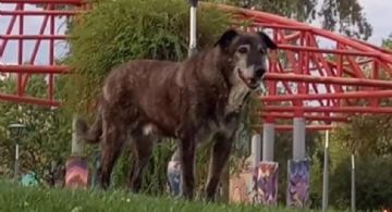 El barrio Unimev llora la partida de Ramón, el mejor amigo de la plaza