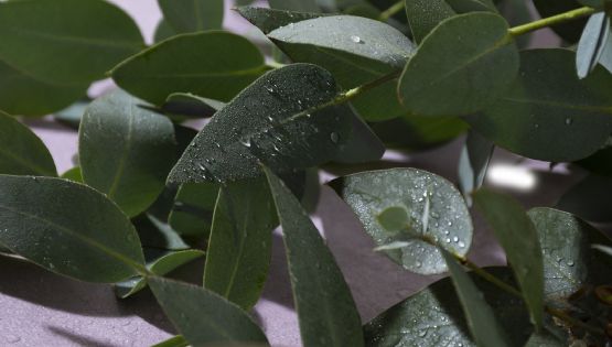 Por qué el agua de lluvia es buena para las plantas