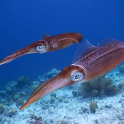Retiran de las góndolas en EEUU "Camarones radiactivos"