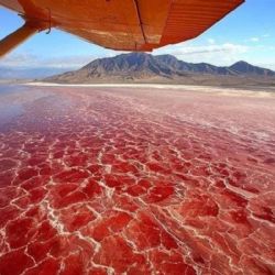 Este lago "convierte" las aves en piedra