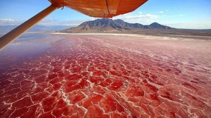 Este lago "convierte" las aves en piedra