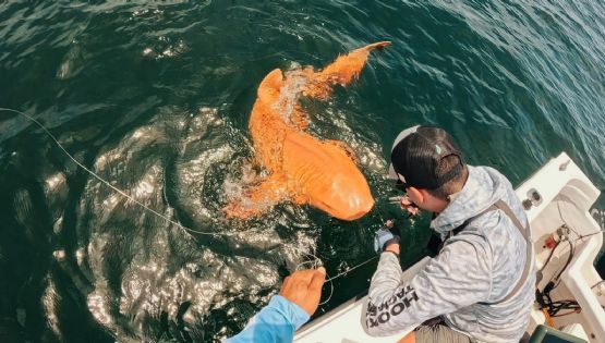 Hallaron al primer tiburón nodriza naranja del mundo