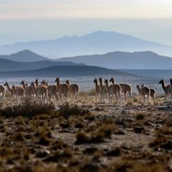 Video: impresionante tropilla de guanacos en Mendoza