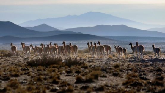 Video: impresionante tropilla de guanacos en Mendoza
