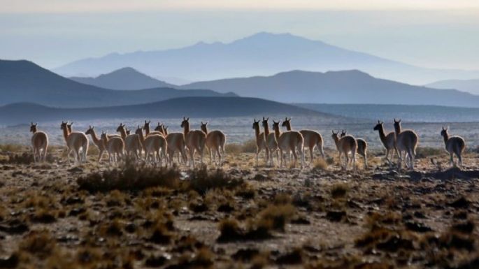 Video: impresionante tropilla de guanacos en Mendoza