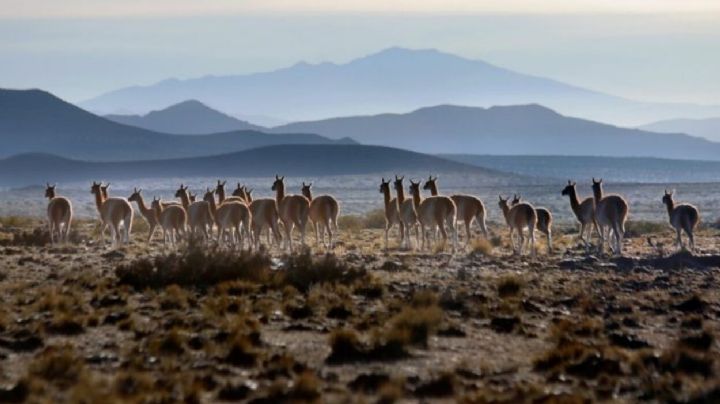 Video: impresionante tropilla de guanacos en Mendoza