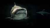 Foto ilustrativa de la nota titulada: La razón por la que los tiburones están perdiendo sus dientes