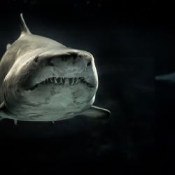 La razón por la que los tiburones están perdiendo sus dientes