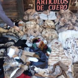 Incautaron más de 120 prendas de animales en extinción en un local del que CFK había sido clienta