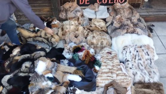 Incautaron más de 120 prendas de animales en extinción en un local del que CFK había sido clienta
