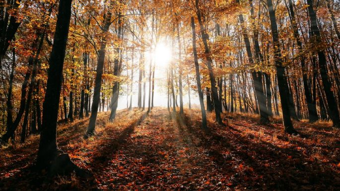 Revelan secretos del Sol: captan las llamaradas más pequeñas jamás vistas