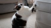 Foto ilustrativa de la nota titulada: Cómo evitar que tu gato arañe los muebles con un solo elemento 