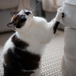 Cómo evitar que tu gato arañe los muebles con un solo elemento 
